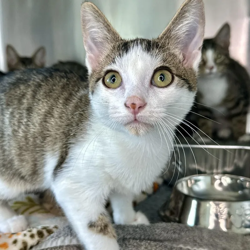 A baby small-sized male Brown / Chocolate Domestic Short Hair cat named Filo for adoption in Matteson, IL