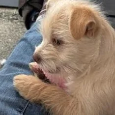 Pixie  Br thumbnail 2