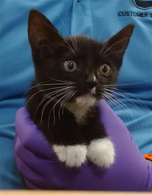 A baby small-sized female Domestic Short Hair cat named Mittens for adoption in Miami, FL