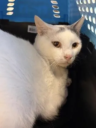 An adult small-sized male Domestic Short Hair cat named Balerion for adoption in West Chester, PA