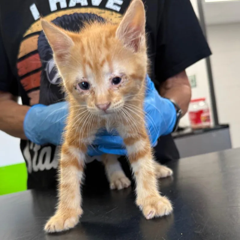 A baby small-sized male Orange / Red Domestic Short Hair cat named Spanky for adoption in Ponca City, OK