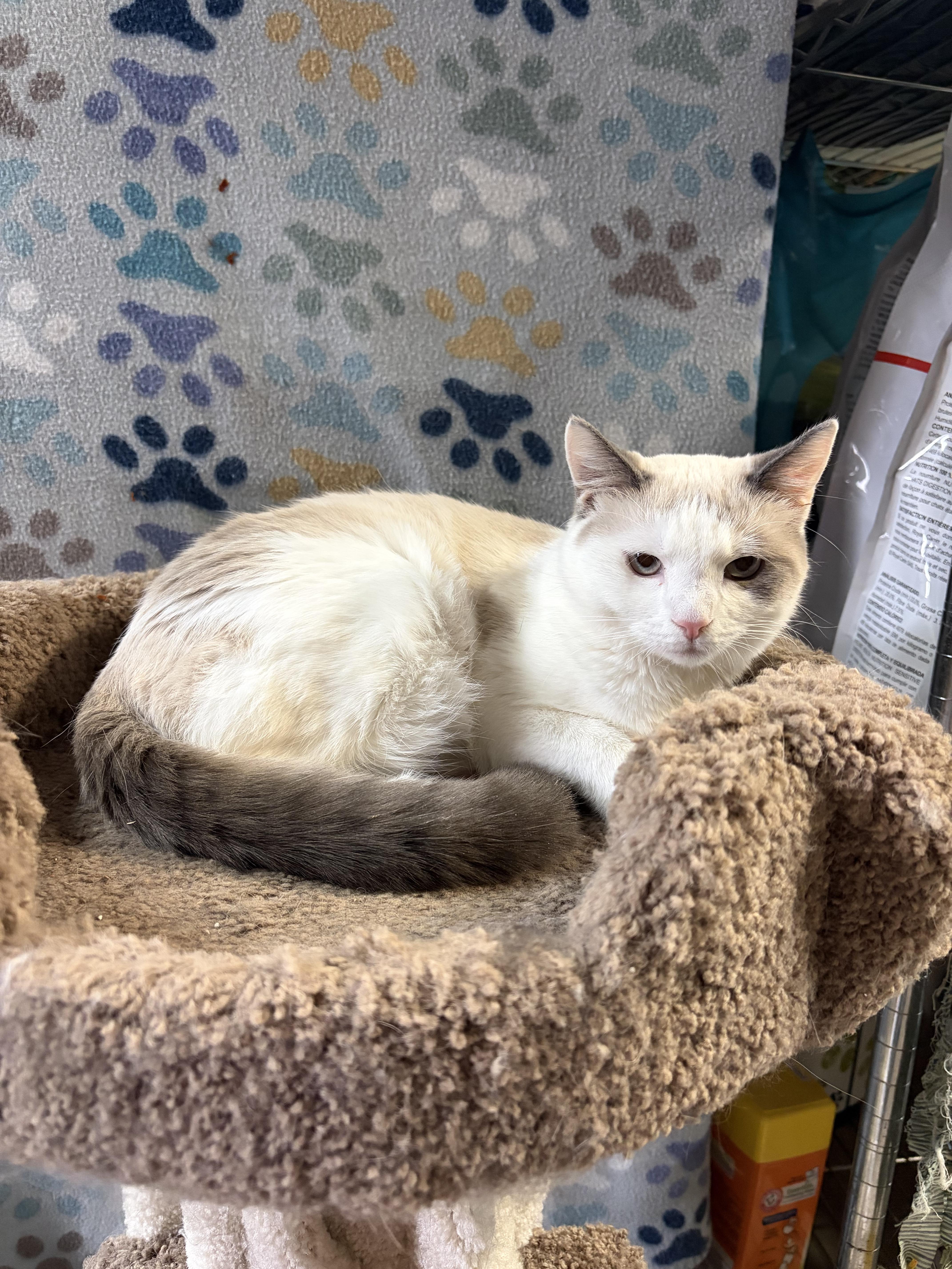 A young medium-sized male Flame Point Siamese cat named 'tundra' And 'nordica' for adoption in North East, MD
