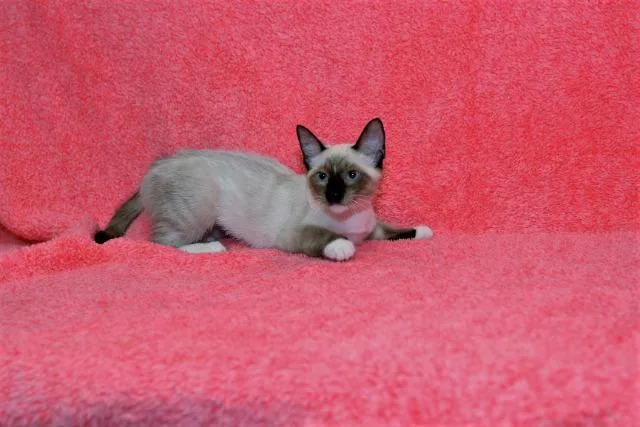 An adult medium-sized female Domestic Short Hair cat named Queenie for adoption in Peoria, AZ
