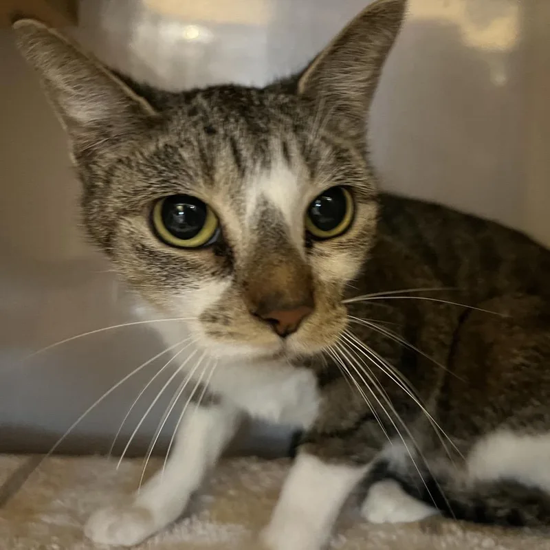 Butter Dish thumbnail 2