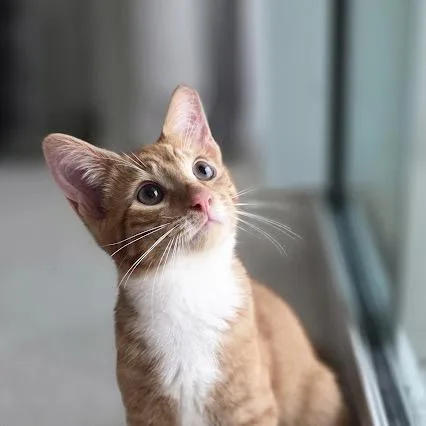 A baby small-sized male Orange / Red Domestic Short Hair cat named Cedric for adoption in Lauderhill, FL