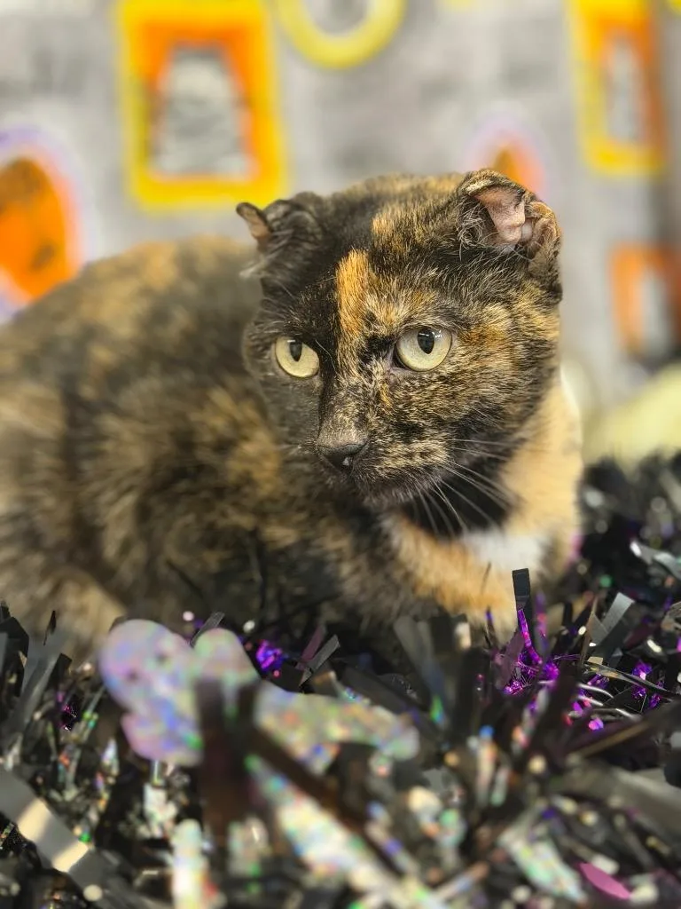 A young small-sized female Domestic Short Hair cat named Crinkle Fries for adoption in Pierceton, IN