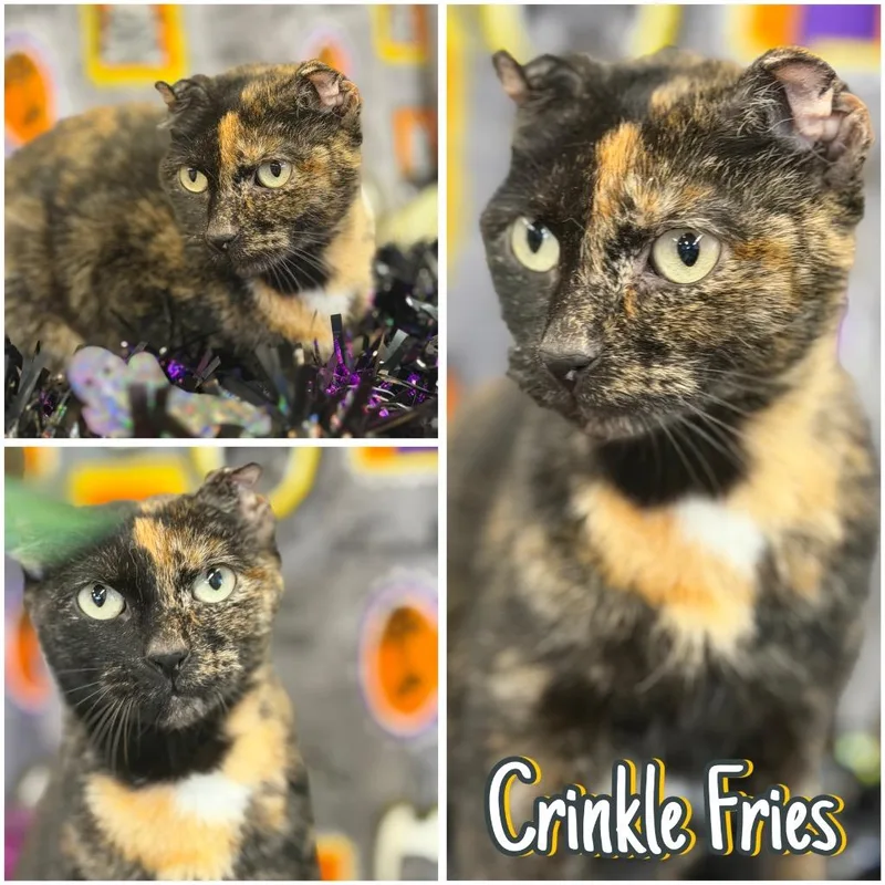 Crinkle Fries thumbnail 4