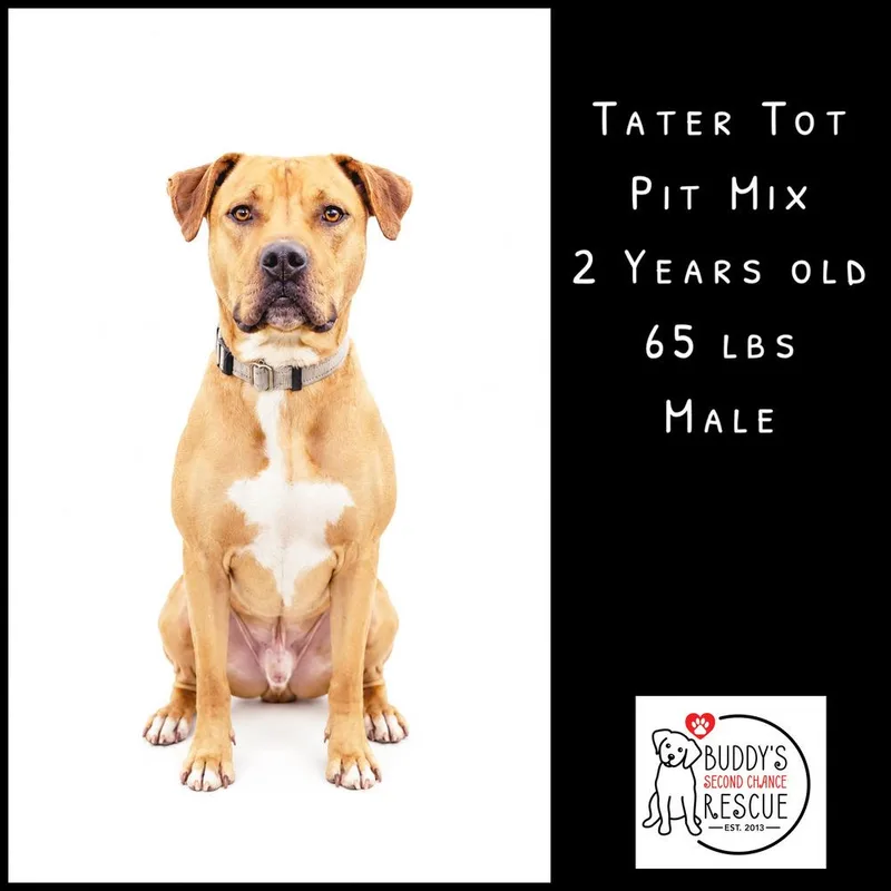 An adult large-sized male Brown / Chocolate Pit Bull Terrier dog named Tater Tot for adoption in Amherst, NY