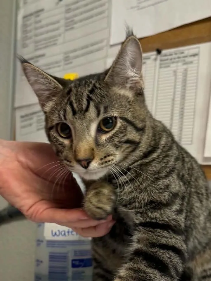 A baby medium-sized male Domestic Short Hair cat named Chop for adoption in Bolivar, MO