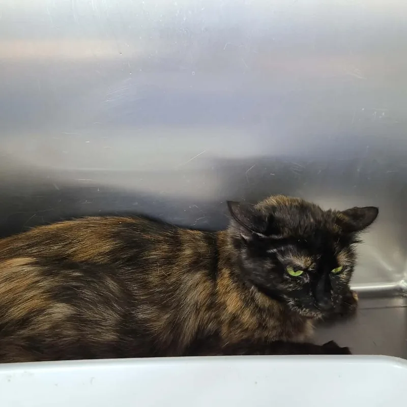 An adult medium-sized female Domestic Short Hair cat named Elvira for adoption in Coos Bay, OR