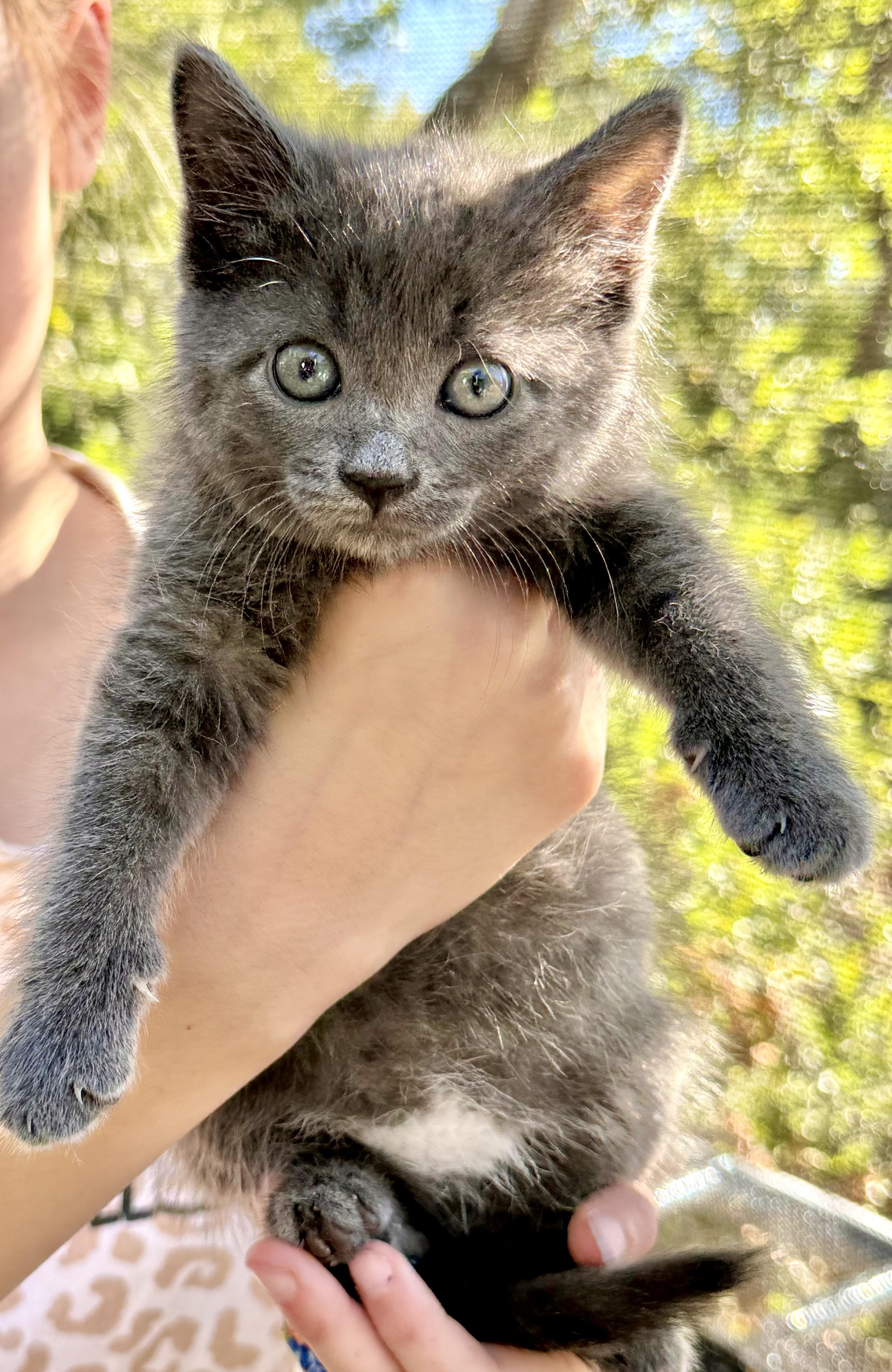 A baby medium-sized female Gray / Blue / Silver Domestic Short Hair cat named Harvard for adoption in Fruit Heights, UT