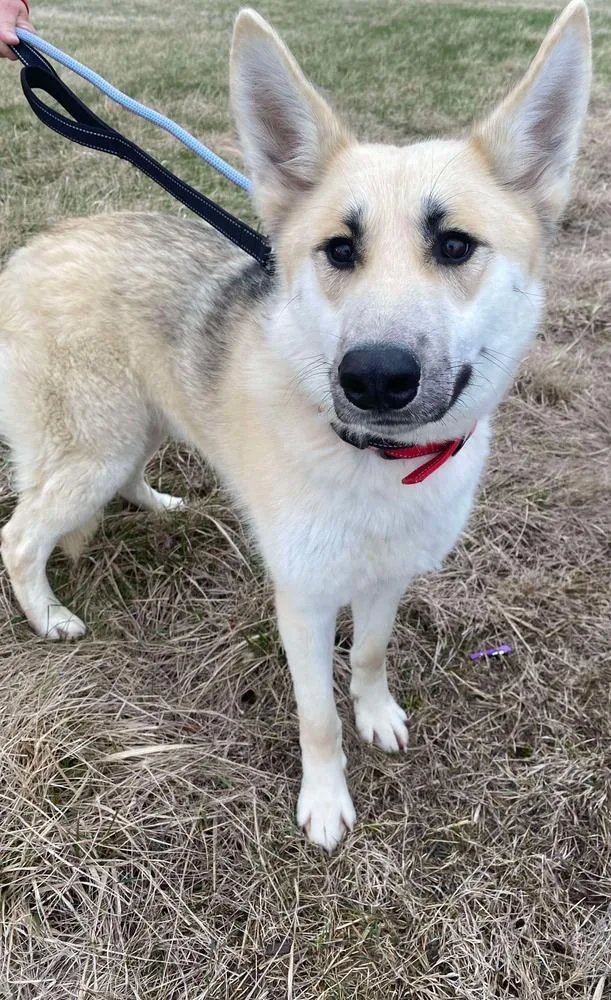 An adult large-sized male German Shepherd Dog dog named Aaron for adoption in Suamico, WI