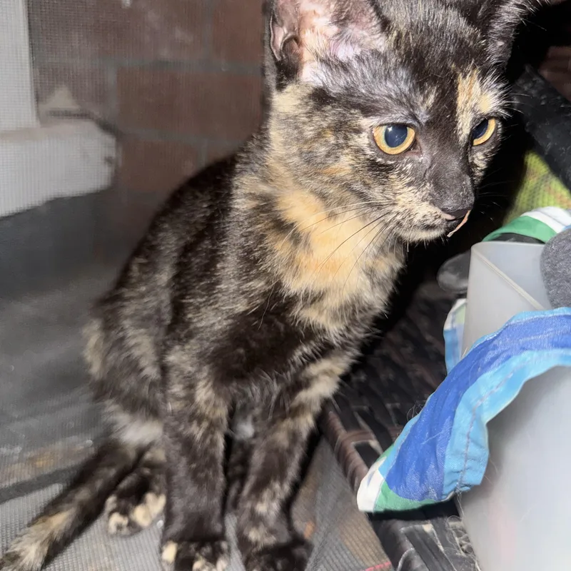 A baby medium-sized female Tortoiseshell Domestic Short Hair cat named Ms May for adoption in Jacksonville, FL