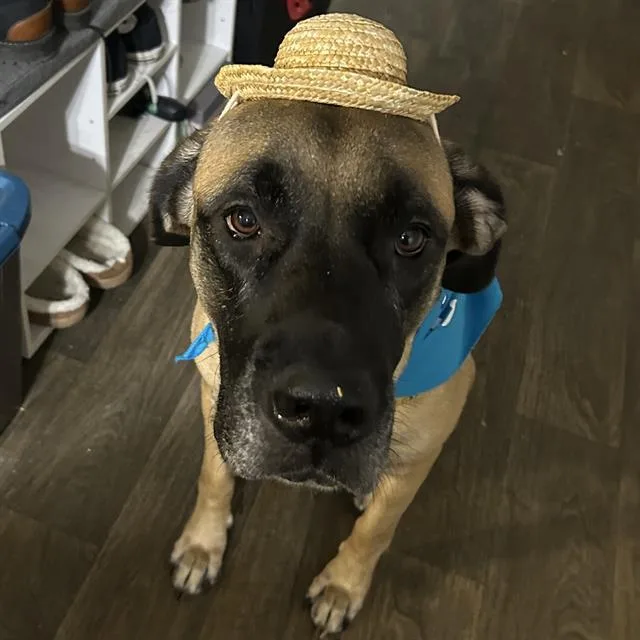 An adult large-sized female Bullmastiff dog named Kc Lee for adoption in San Antonio, TX