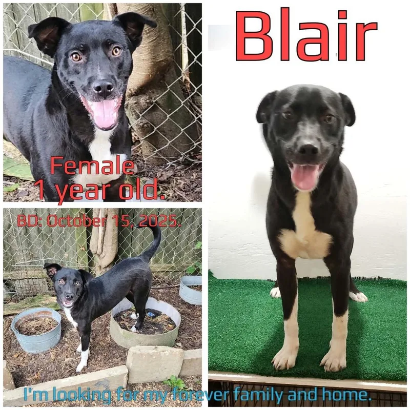 A young medium-sized female Black Mixed Breed dog named Blair for adoption in Boaz, AL