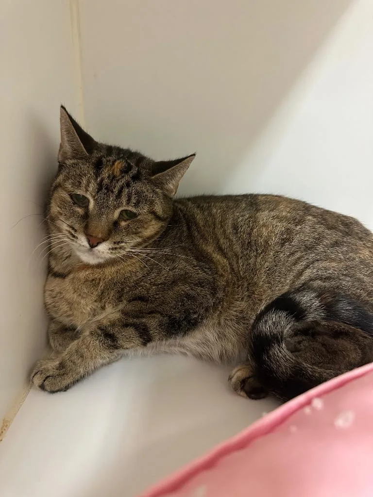 An adult medium-sized female Domestic Short Hair cat named Flower for adoption in Johnson City, TN