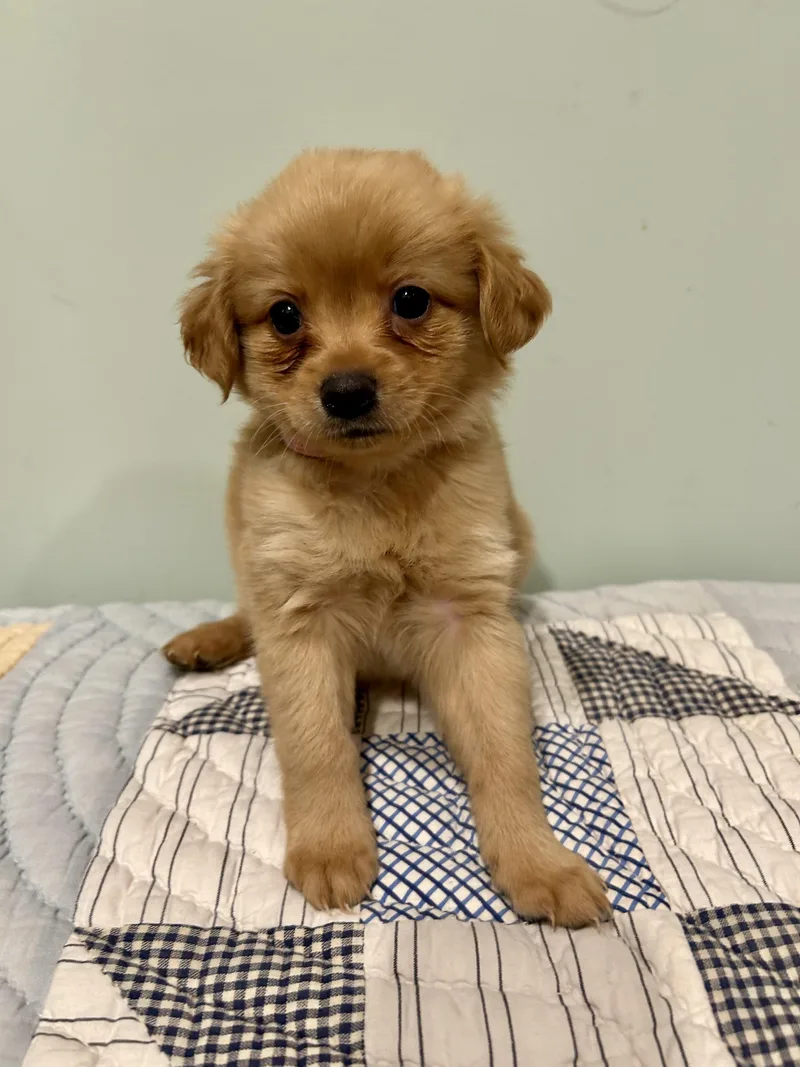 A baby small-sized female Maltese dog named Maggie for adoption in Fosters, AL