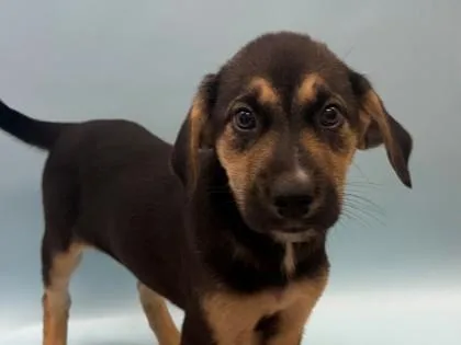 A baby large-sized female German Shepherd Dog dog named Gilda for adoption in Woodbury, MN