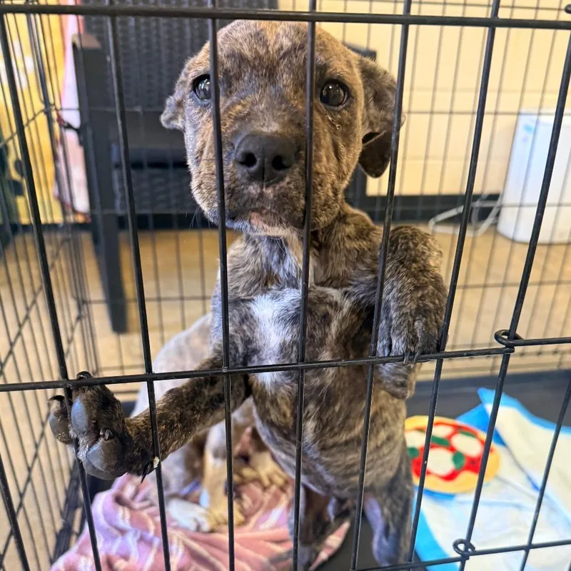 A baby small-sized male Brindle Mixed Breed dog named Scrappy for adoption in Corinth, MS