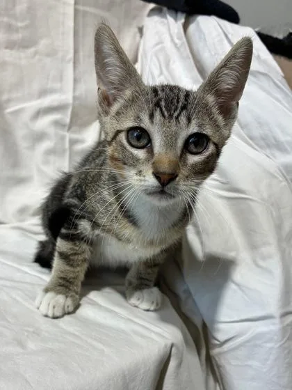 A baby small-sized male Domestic Medium Hair cat named Hyde for adoption in New Orleans, LA