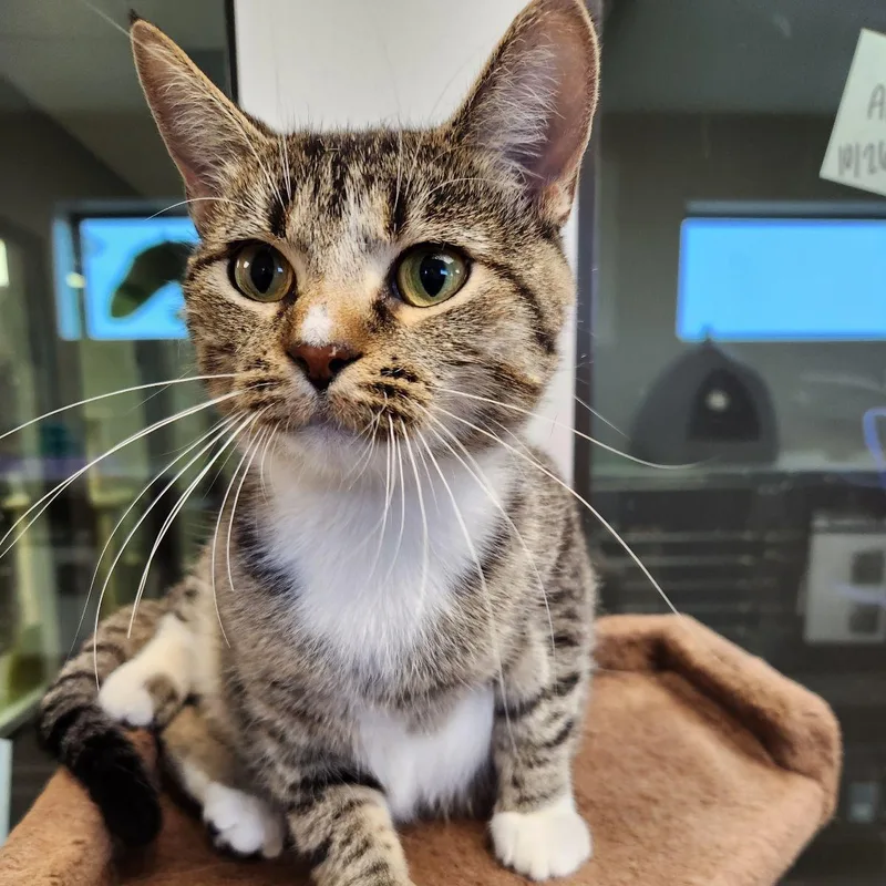 A young medium-sized female Tabby (Brown / Chocolate) Domestic Short Hair cat named DiDi for adoption in Liberty, MO