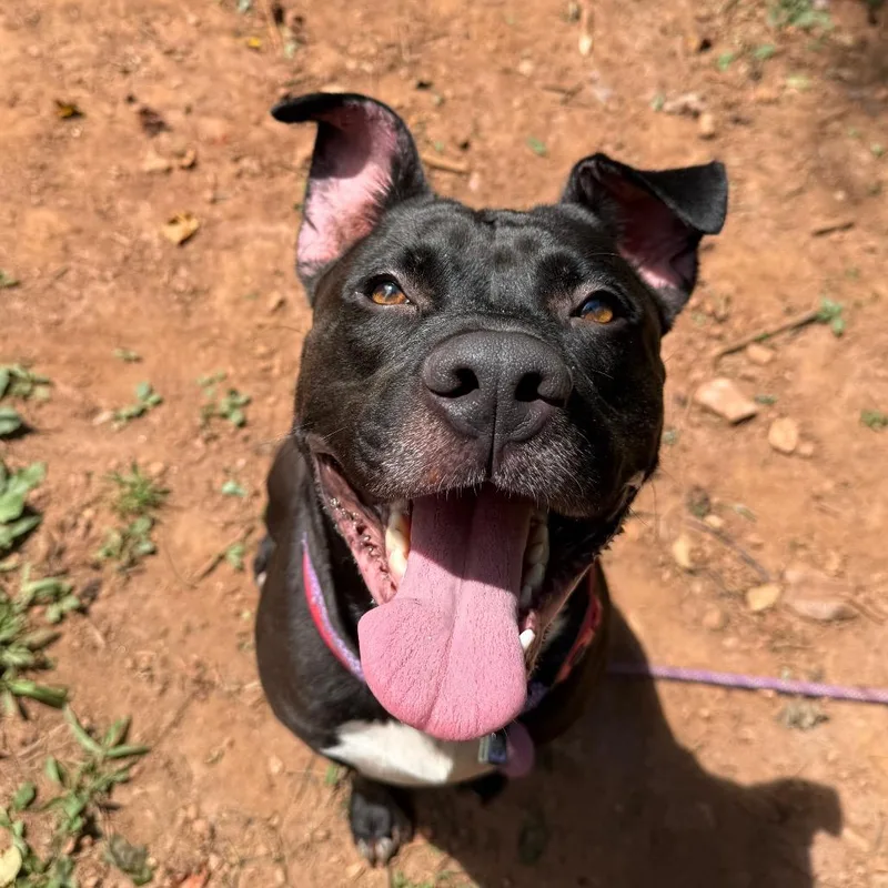 An adult large-sized male Black American Staffordshire Terrier dog named Handsome Britches for adoption in Lynchburg, VA