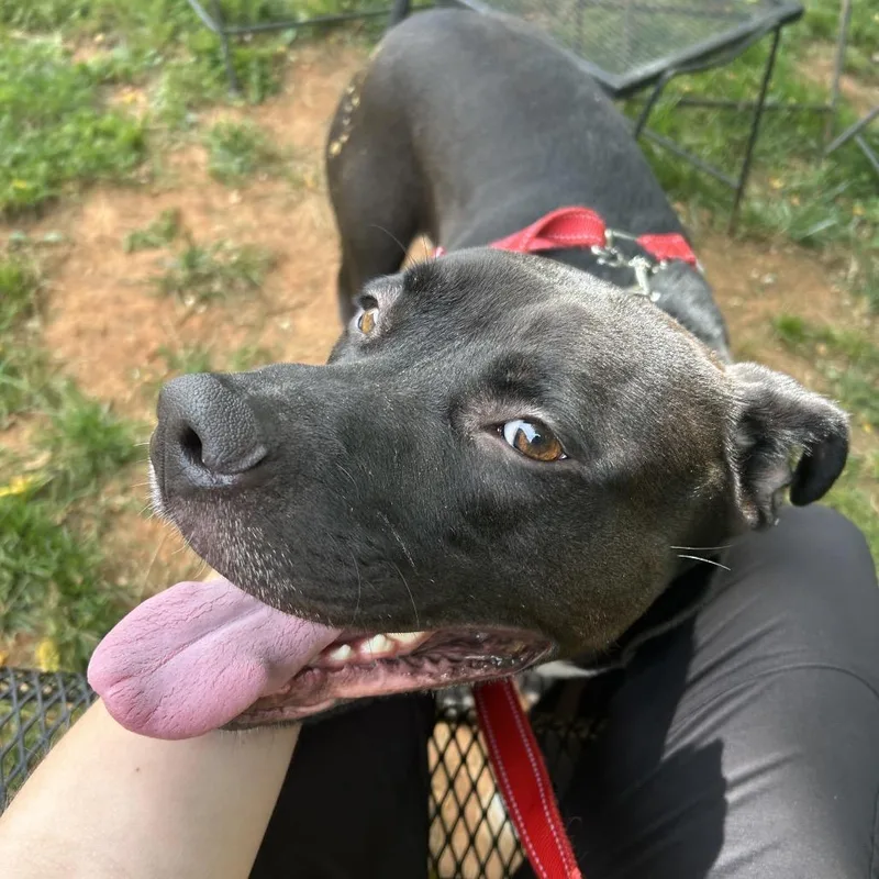 Handsome Britches thumbnail 2