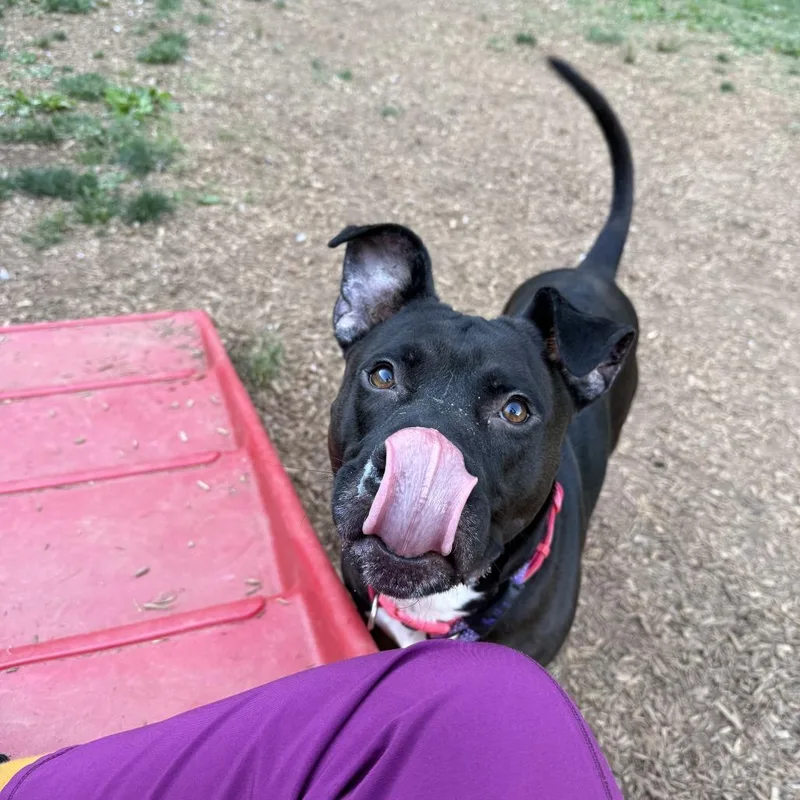 Handsome Britches thumbnail 3