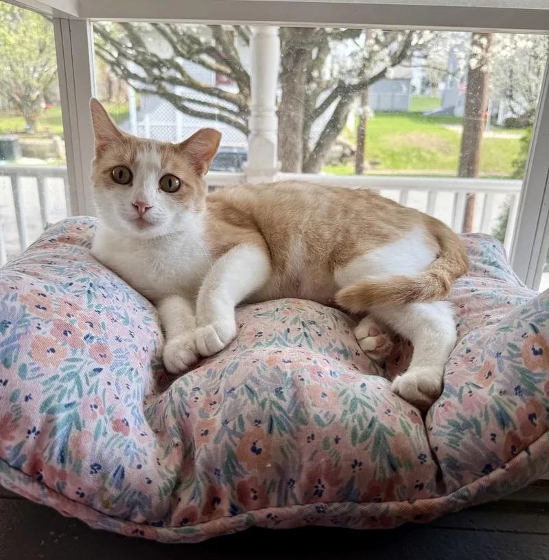 An adult medium-sized female Domestic Short Hair cat named Sunbeam for adoption in Taylor, PA