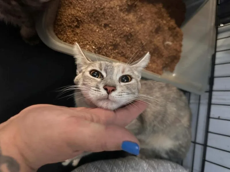 A young small-sized female Domestic Short Hair cat named Daphne for adoption in Patchogue, NY