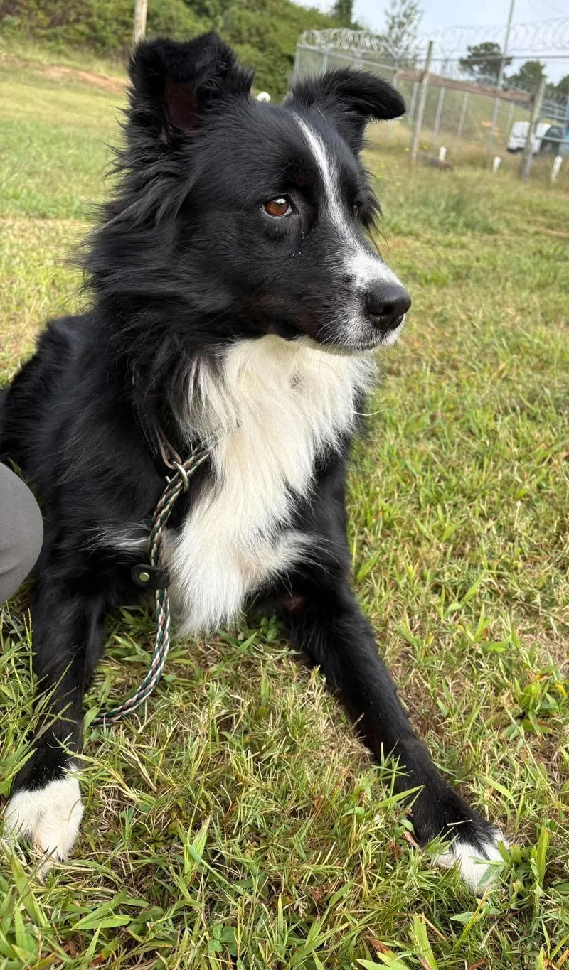 An adult large-sized female Border Collie dog named Annie for adoption in Bradenton, FL