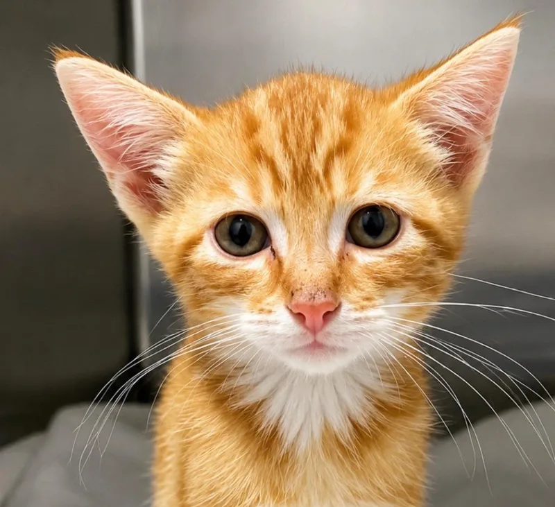 A baby small-sized female Domestic Short Hair cat named Sunshine for adoption in Labelle, FL