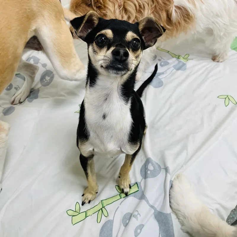 A young small-sized male Black Chihuahua dog named Chico for adoption in Rancho Santa Margarita, CA