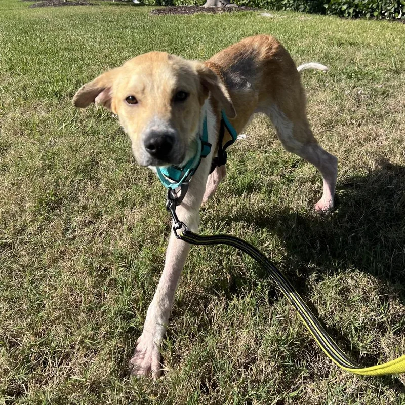 Alexander thumbnail 2