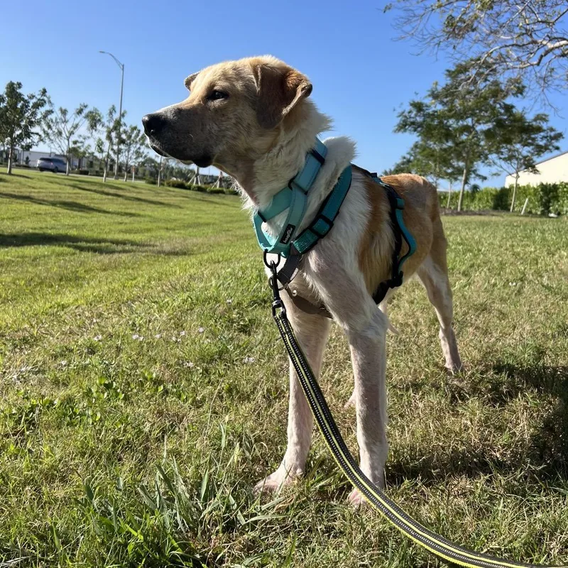 Alexander thumbnail 4