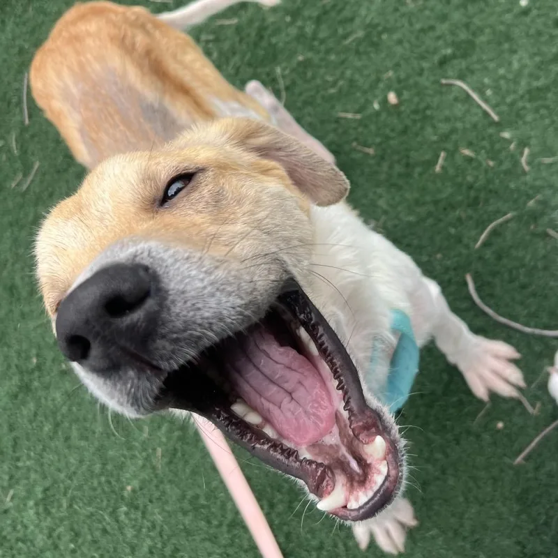 Alexander thumbnail 5