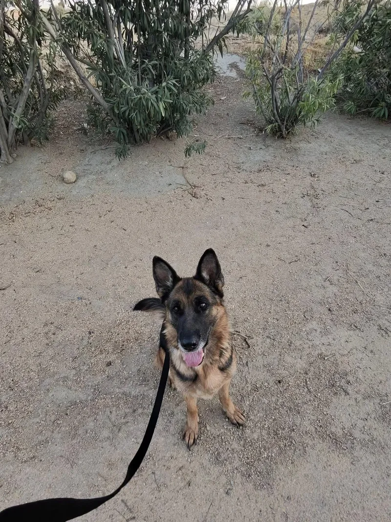 Tiramisu thumbnail 2