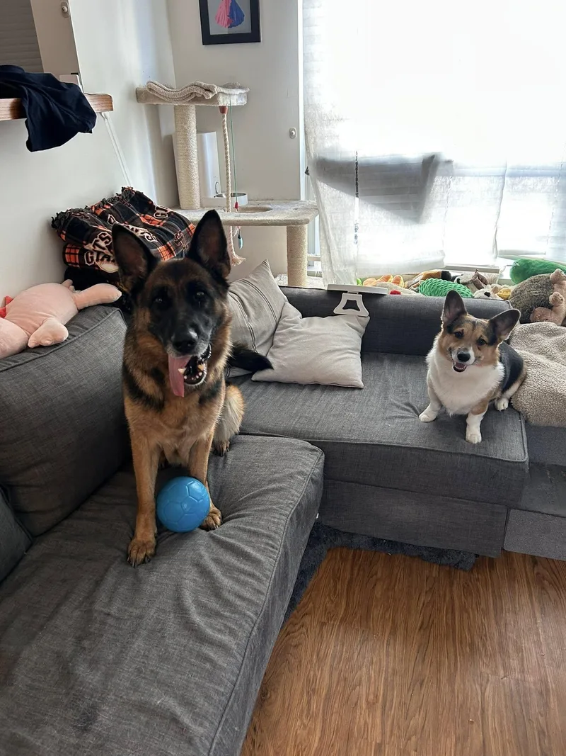 Tiramisu thumbnail 5