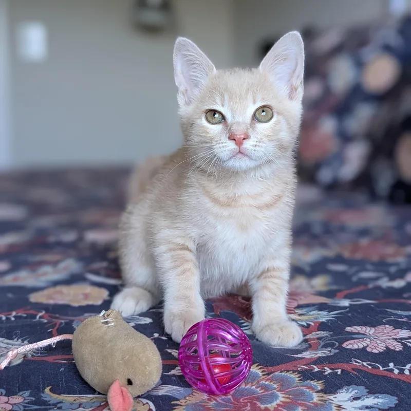 A baby medium-sized male Buff / Tan / Fawn Domestic Short Hair cat named Mojito for adoption in Tucker, GA