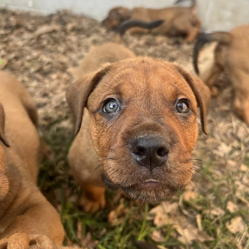 Bartlett thumbnail 2