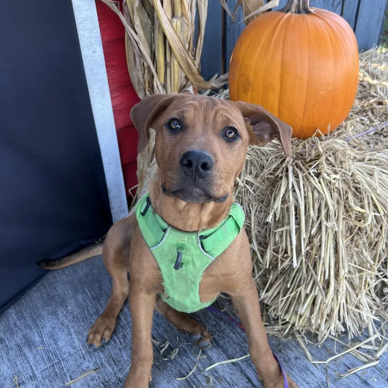 Bartlett thumbnail 3