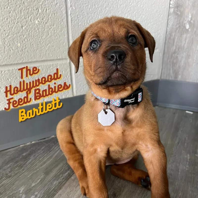 Bartlett thumbnail 4