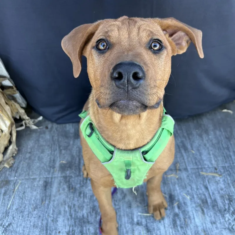 Bartlett thumbnail 6