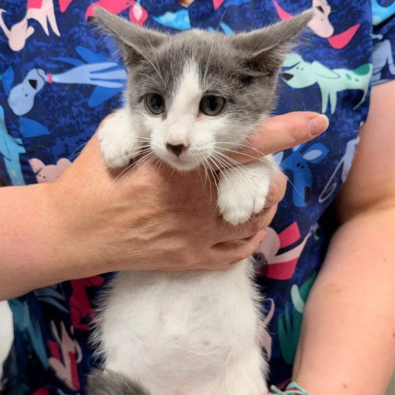A baby small-sized female Domestic Short Hair cat named Sand Castle for adoption in Ewing, NJ
