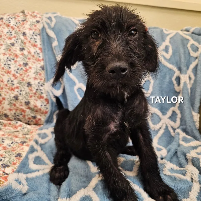 A baby medium-sized male Black Labrador Retriever dog named Taylor for adoption in Madisonville, TN