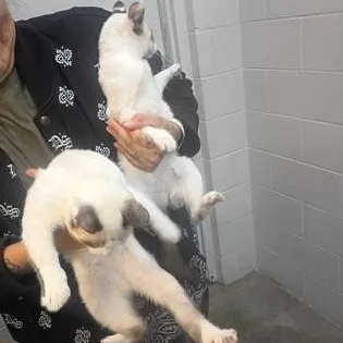 A baby medium-sized female Domestic Short Hair cat named Guaca for adoption in Rapid City, SD