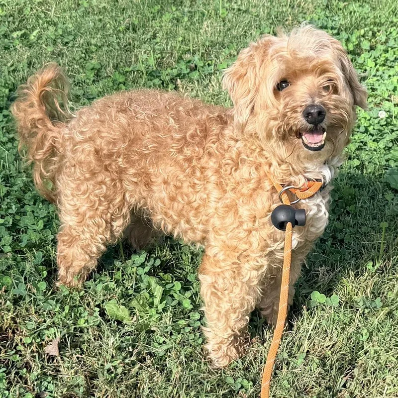 A senior small-sized male Apricot / Beige Maltese dog named Moose for adoption in Warrensburg, MO
