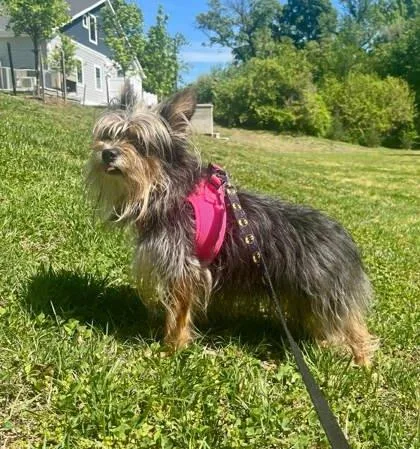 An adult small-sized female Black Yorkshire Terrier dog named Hannah for adoption in Annapolis, MD