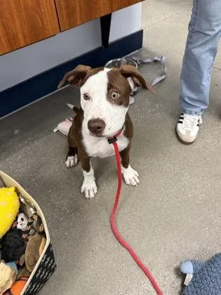 A baby medium-sized female Catahoula Leopard Dog dog named Calculus for adoption in Madison, NJ
