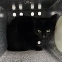 A young medium-sized female Domestic Short Hair cat named Sakura for adoption in Knoxville, TN